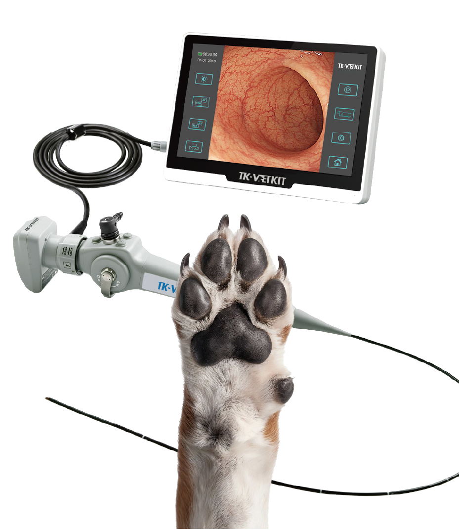 Endoscopia